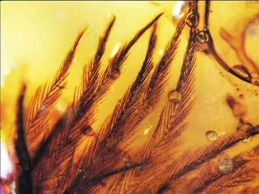 dinosaur feathers in amber